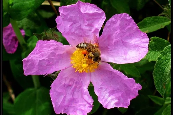 Κίστος, το πιο αντιοξειδωτικό φυτό της Ευρώπης