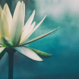 Πολυχρονιάδης Νικόλαος