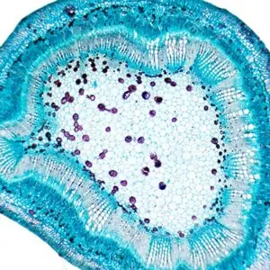 Νασιουτζίκη Μαρία