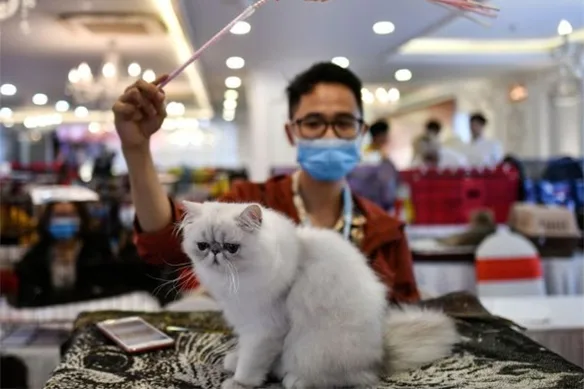 Ζώα και Covid-19