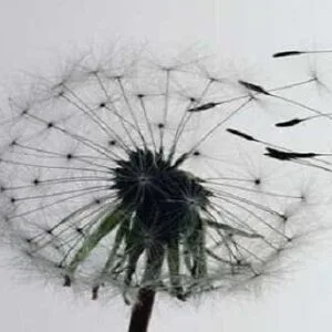 Παπαγαθαγγέλου Αγγελική